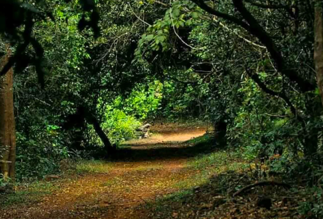 Phansad Wildlife Sanctuary, Raigad, Maharashtra - Vushii.com Phansad Wildlife Sanctuary, Raigad, Maharashtra - Vushii.com